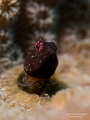 Strawberry-Eyed Blenny in Saint Lucia