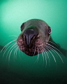 'Whiskers'- A Steller sea lion comes in for a closer look off the coast of Vancouver Island in British Columbia, Canada.