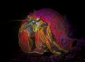Night dive using fluorescent filters. The colours are fluorescence. Hermit crab, Hurst Isle, God's Pocket Resort (near Port Hardy, British Columbia, Canada)