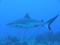 Grey Reef shark patrolling close to whip corals (south tip of Sanganeb reef, Sudan - Olympus 8080wz - case Olympus PT023.)