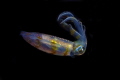 squid.jpg/picture taken during night dive at lembeh strait