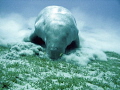 Dugong foraging together with pilot fish