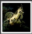 Leafy Sea Dragon. Found in the waters off the southern coast of Australia. This was taken above water, through glass, at an aquarium.