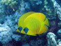 Chaetodon semilarvatus, often as pair or small group. Picture taken in house reef Mangrove Bay