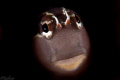 Lined Blenny deep in a wormhole