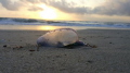 Portuguese Man-of-War at sunrise, taken in West Palm Beach, Florida. Springtime sunrise at its finest!
