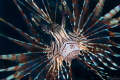 Common Lionfish (Pterois volitans)