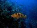 This photo was taken in Belize, where the grouper are plentiful.They just seem to hang around like friendly dogs. I used my Sealife DC200 and 1 strobe to capture this image.