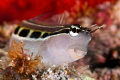 Lined Blenny (Ecsenius lineatus)