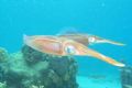 Cuttlefish at Curacao