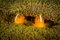 Hide and seek.  Two inquisitive anemone fish peeking out to see if I was still watching.