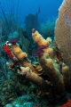 Pillar Corals - BVI - Normand Island - The Indians