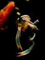 Common shrimp snooted with a simple torch