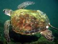 Turtle at Dibba Rock