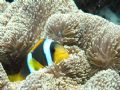 Clown anemonefish @ Sha'ab Rumi, Sudan ( Olympus 8080wz - case Olympus PT023).