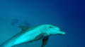 Dolphin spot Coraya bay Egypte