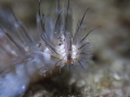 Shot this Bristle Worm close up at a nightdive in Pulau Weh. Didn't know before that they have this strange looking sensual organ in their face.
