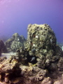 Reef on Curacao