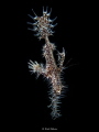 Ghost Pipefishes