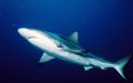 Shark on a dive in Truk Micronesia