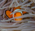Anemonefish
taken Sept 7, 2015
Canon 7D with 60mm macro
settings - f10 @ 1/50 - iso 160