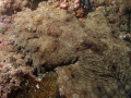 Picture of the camouflaged head of a wobbegong shak