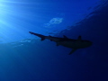 Vertigo Shark.  Black Tip Reef Shark in Yap.