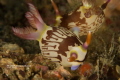 Nudibranch Puerto Galera