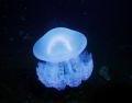 Nice Jellyfish taken on a night dive in Truk. I like the way they light up when you shoot them with a strobe.