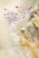 Shooting rrm with a 60mm when my friend spotted this common nudi.. It was jumping around a bit and must use manual focus in the smallest aperture.  Unedited,  got 1 rhinopore slightly in focus.