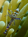 Anemone Shrimp taken with my TG4 in Curacao