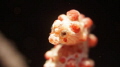 Pygmy seahorses are very cute, I give it to take pictures, it is very shy, slightly sideways.