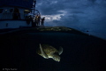 All day waiting for a turtle and she decided to visit our boat after the sunset when there was almost no light outside.