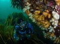 Diver looking at dead mans fingers