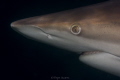 Oceanic Black Tip encounter with a macro lens