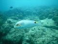 Three-spot wrasse passing by.