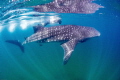 My buddy and I photographing whalesharks in the Sea of Cortez
