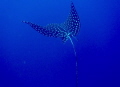 Spotted Eagle Ray trying to get away.
