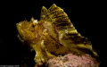 Leaf scorpion fish - Taenianotus triacanthus