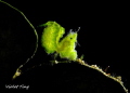 tiny hairy shrimp on green leaf, using torch light to show the edge of the leaf.