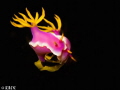 Pink Candies - Hypselodoris Bullockii
