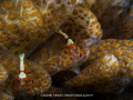 Emperor shrimp on close-up solar nudi