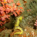 Tiger tail seahorse being a little camera shy :)