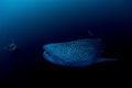 Cenderawasih Bay 20 foot whale shark