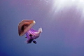 Photograph of a jellyfish caught in a shaft of sunlight and providing shelter to three tiny puffer fish