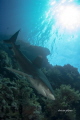 Longimanus Longimanus