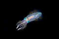 Squid on Safety Stop Chuuk Squid on Safety Stop Chuuk