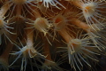 Macro shot in the med adriatic croatia Macro shot in the med adriatic croatia