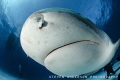 safe distance and respect for this large shark .... they want to love Tiger Love at Tiger Beach Bahamas safe distance and respect for this large shark .... they want to love Tiger Love at Tiger Beach Bahamas