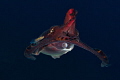 Flamboyant Cuttlefish swimming in mid-water